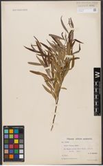 Foto von Salix woodii Seemen